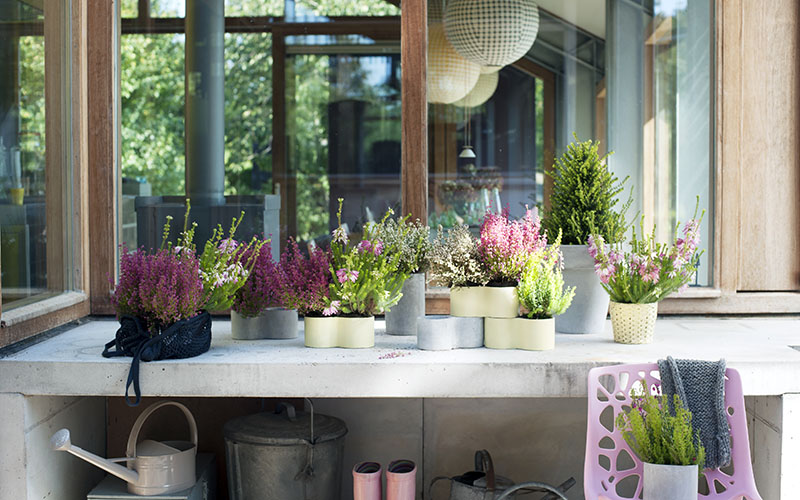 Plantas de flor infalibles para la terraza de otoño e invierno
